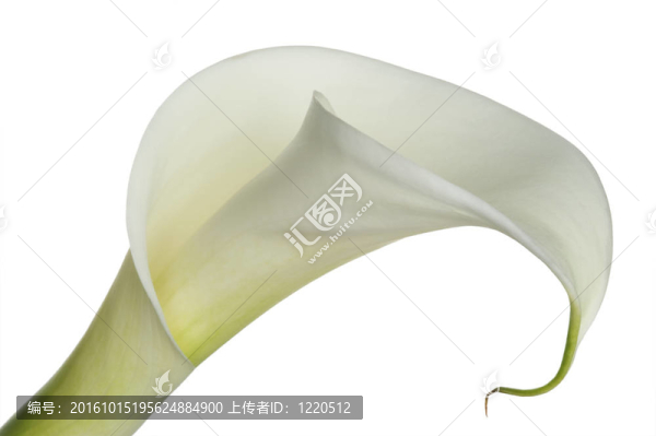 花（水芋）