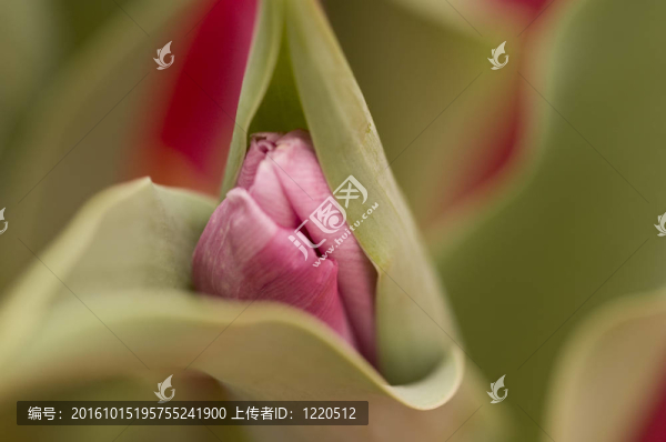 郁金香在它開花之前。