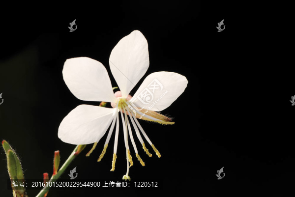 白色的花
