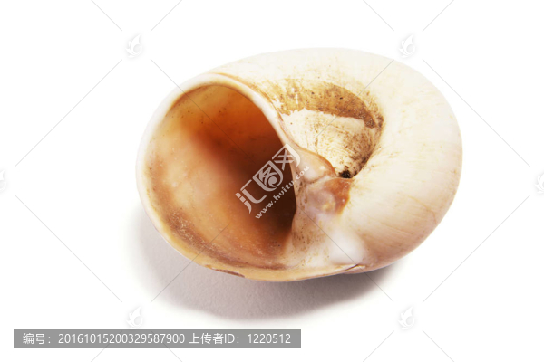海螺殼