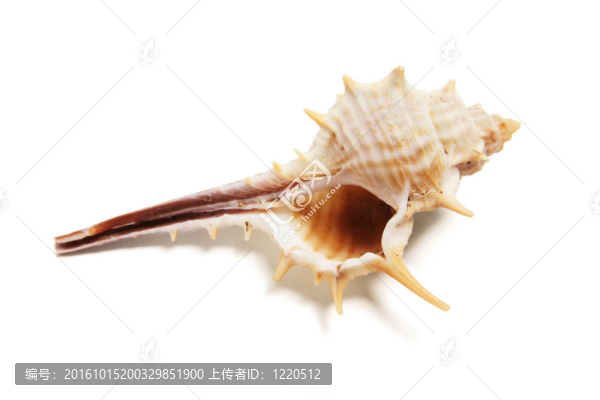 蜘蛛螺