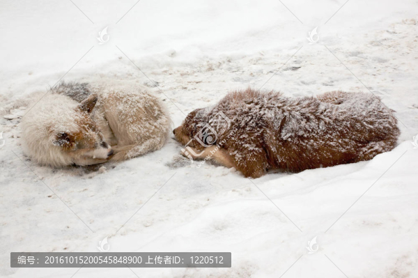 迷失的狗在雪中沉睡