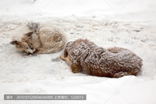 迷失的狗在雪中沉睡