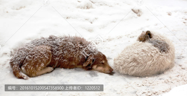 迷失的狗在雪中沉睡