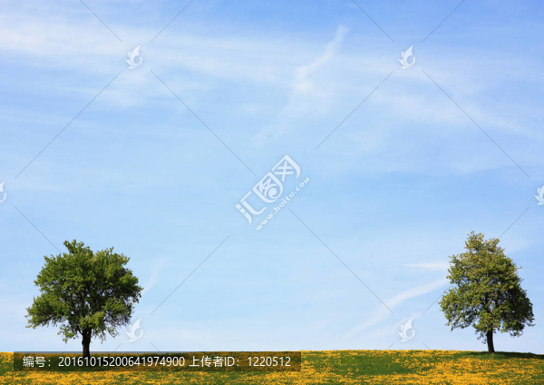 兩棵樹(shù)