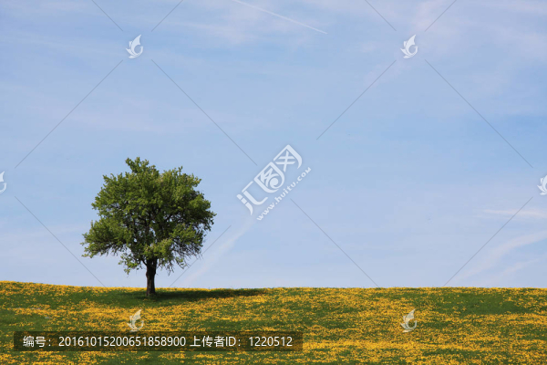 孤獨(dú)的樹和蒲公英
