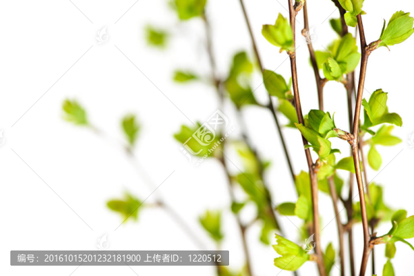 枝具綠色的春天的葉子