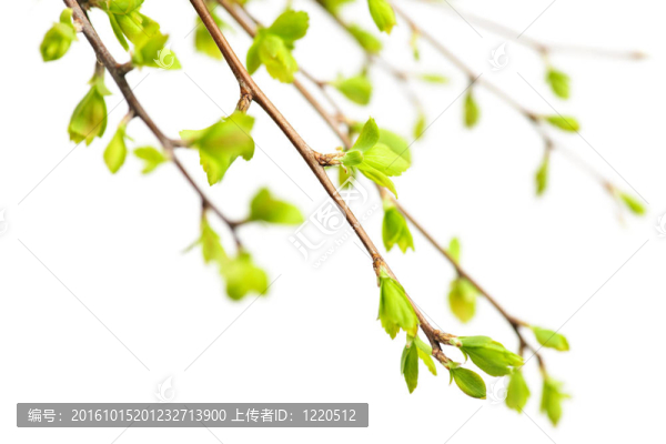 枝具綠色的春天的葉子