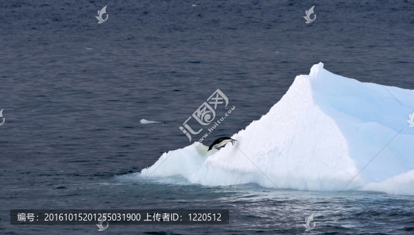 Adelie,penguin（Pygoscelis,adeliae）