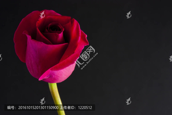 紅玫瑰花蕾