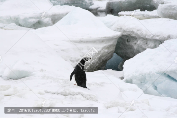 Adelie,penguin（Pygoscelis,adeliae）
