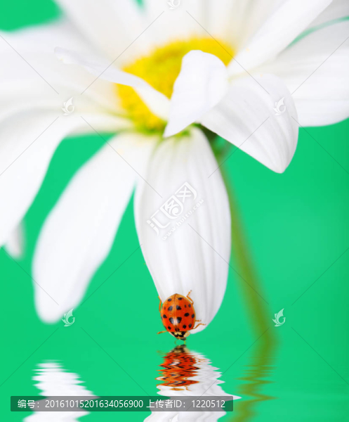 瓢蟲在雛菊