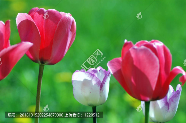 郁金香