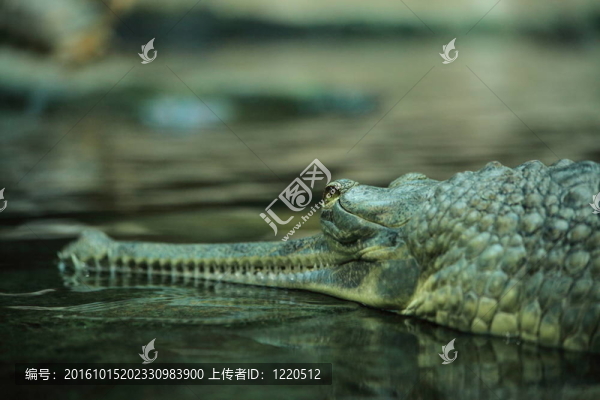 大鱷魚