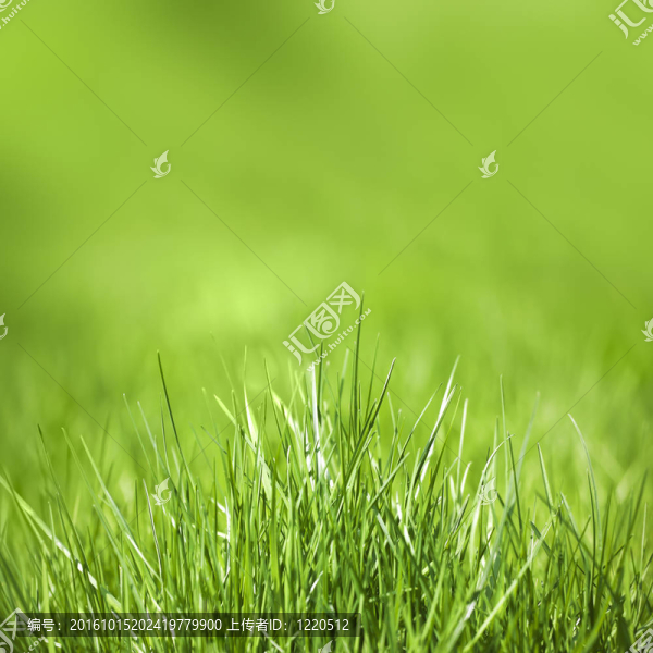 綠色的草