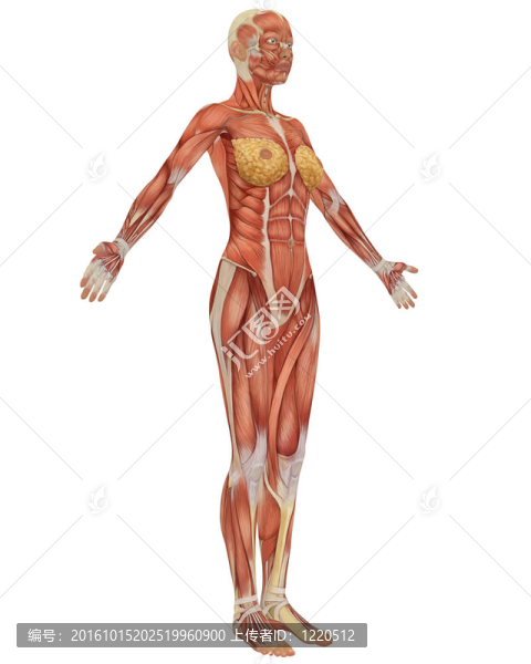 女性肌肉解剖學(xué)的側(cè)面觀。