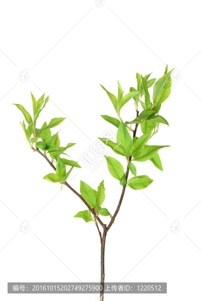 年輕的樹