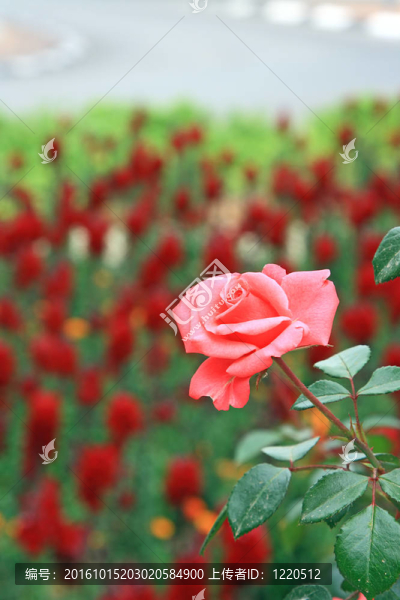 春天的花朵