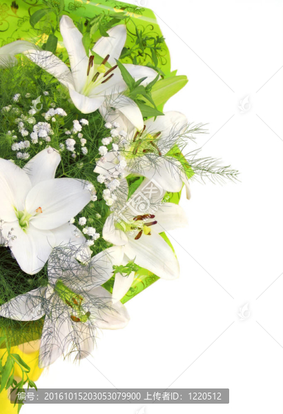 白色百合花
