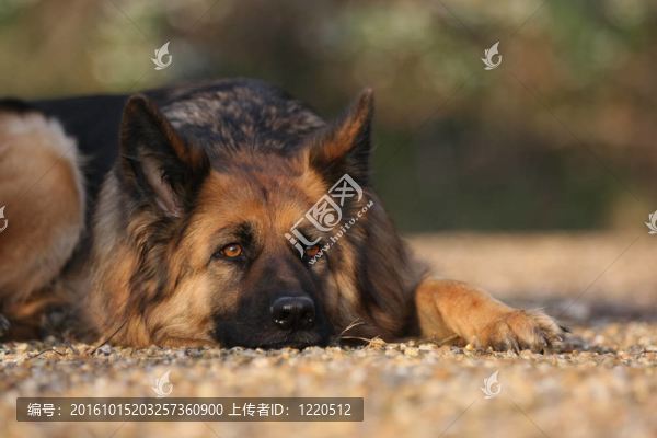德國(guó)牧羊犬