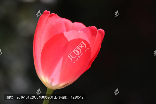 單瓣粉紅色的郁金香