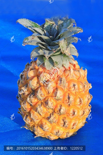 鮮黃色的菠蘿