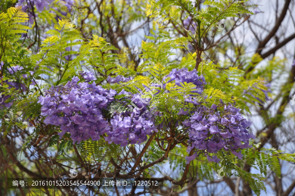 藍花楹
