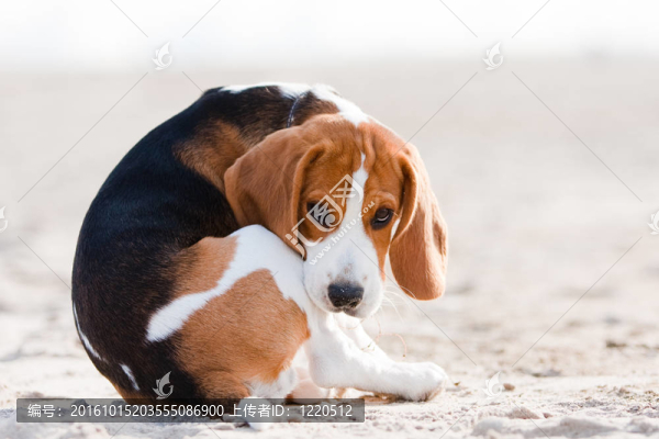 悲傷的小獵犬