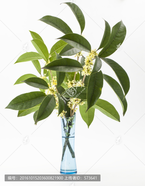 桂花