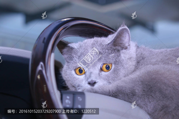 輪子上的貓