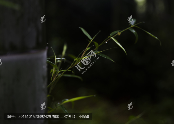 竹子