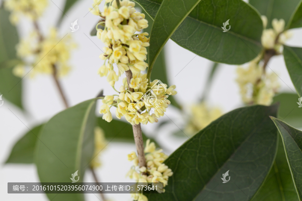 桂花