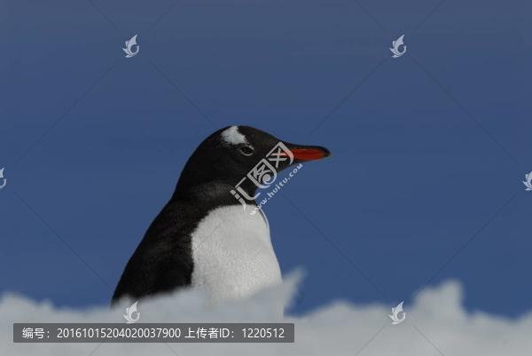 巴布亞企鵝