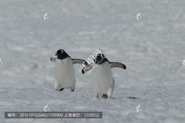 巴布亞企鵝