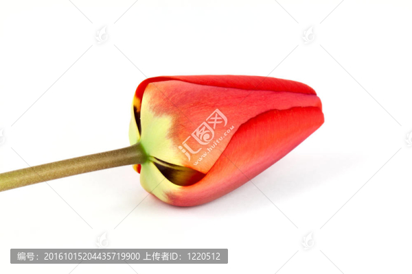 郁金香