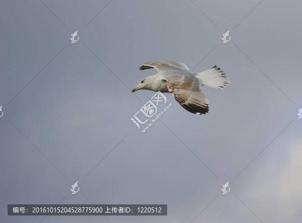 少年鯡魚鷗
