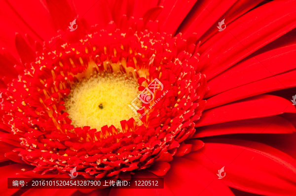 紅色非洲菊戴斯