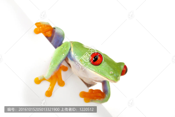 綠色的青蛙的特寫！