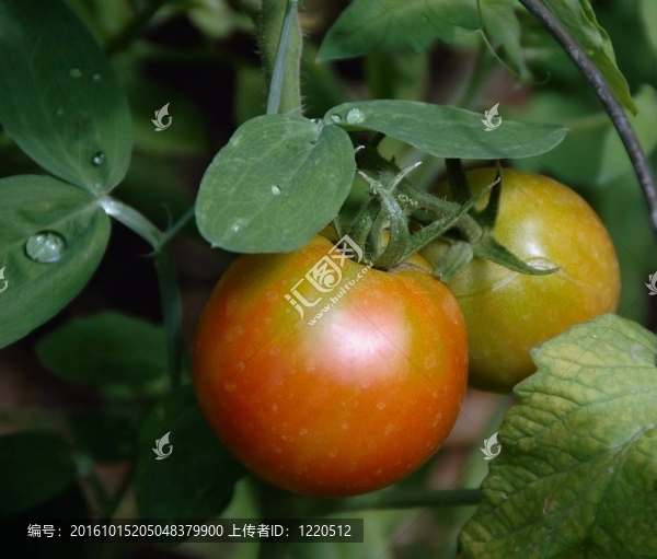 成熟的西紅柿