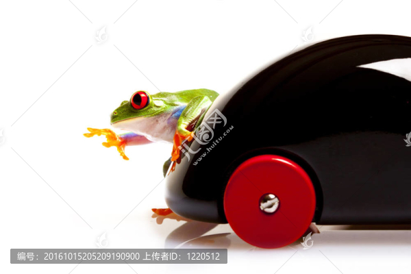綠色的青蛙！