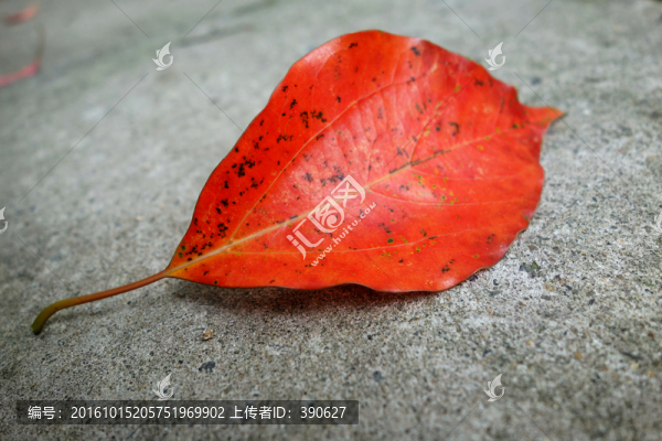 紅葉,落葉,水泥地
