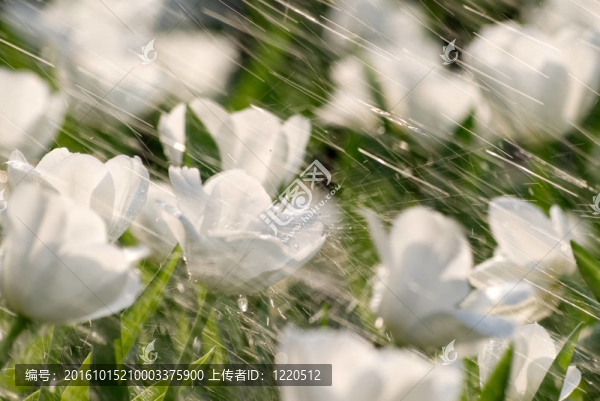 郁金香在雨中