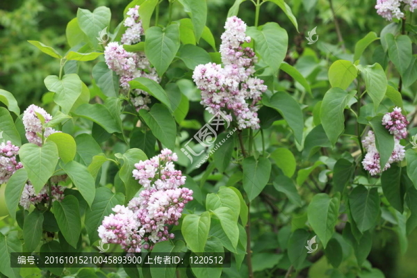 丁香花在春天
