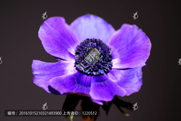 銀蓮花