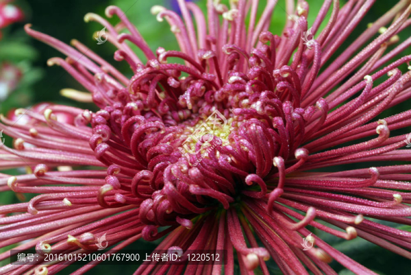 銹紅菊花