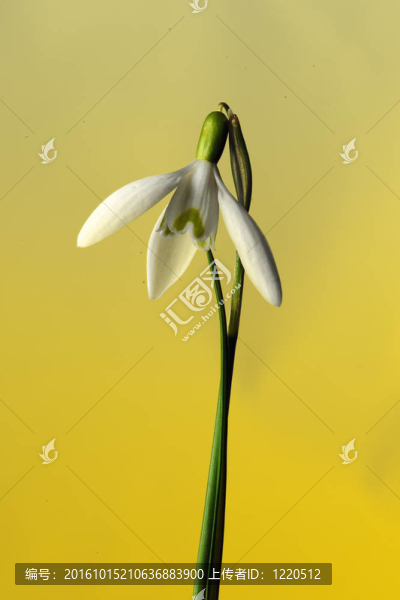 莉莉谷的黃色