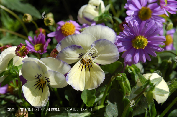 藍黃三色堇花