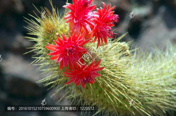 紅色的仙人掌花
