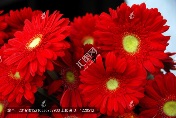 紅色的雛菊花