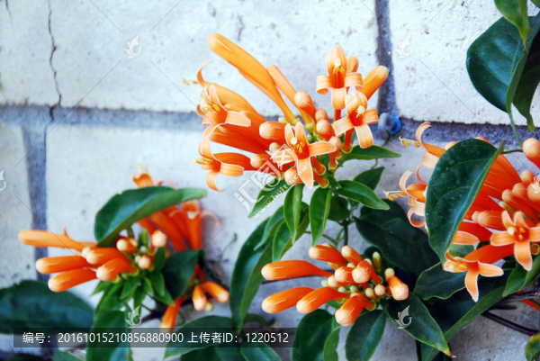 火焰蔓Orange,Bignonia,Flowers